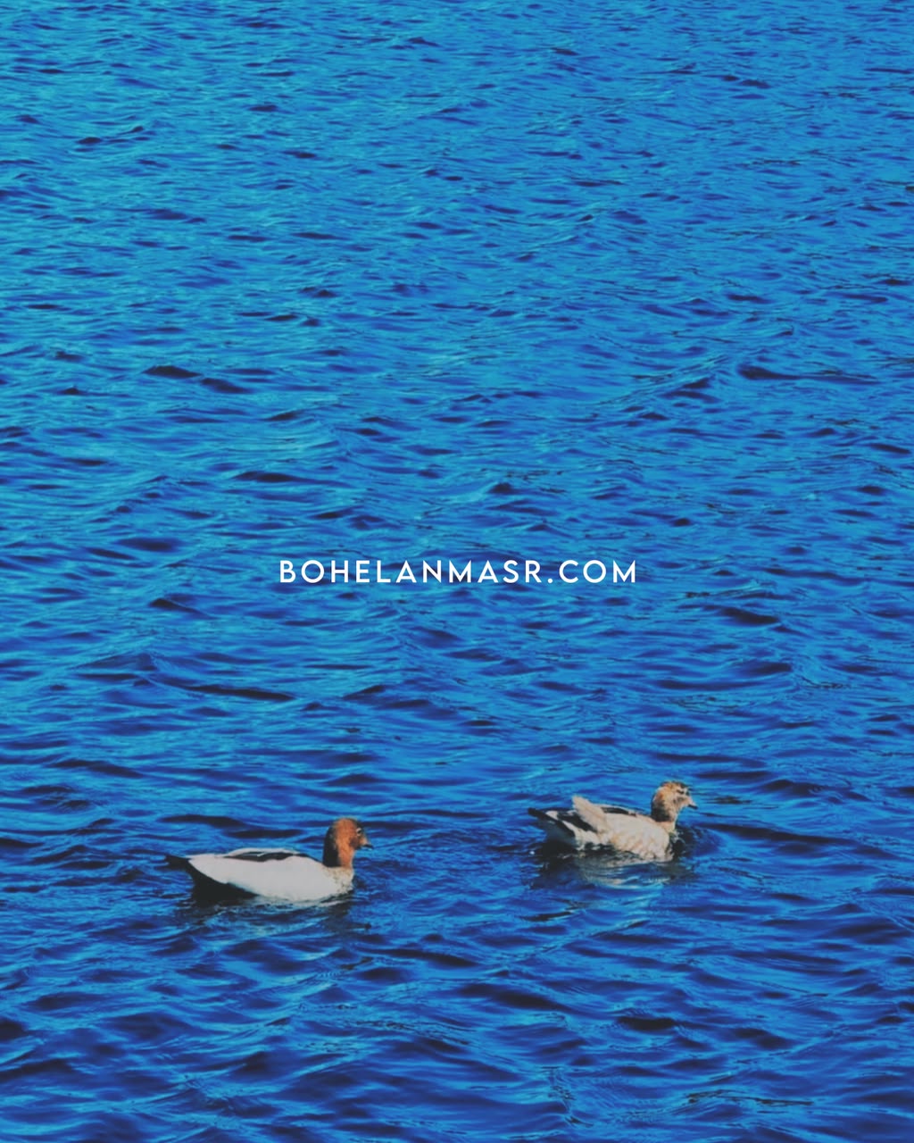 BOHÉLAN DUCK FAMILY SET